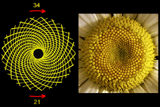 Illustration for article titled 15 Uncanny Examples of the Golden Ratio in Nature